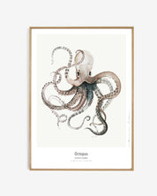 Art print - Octopus