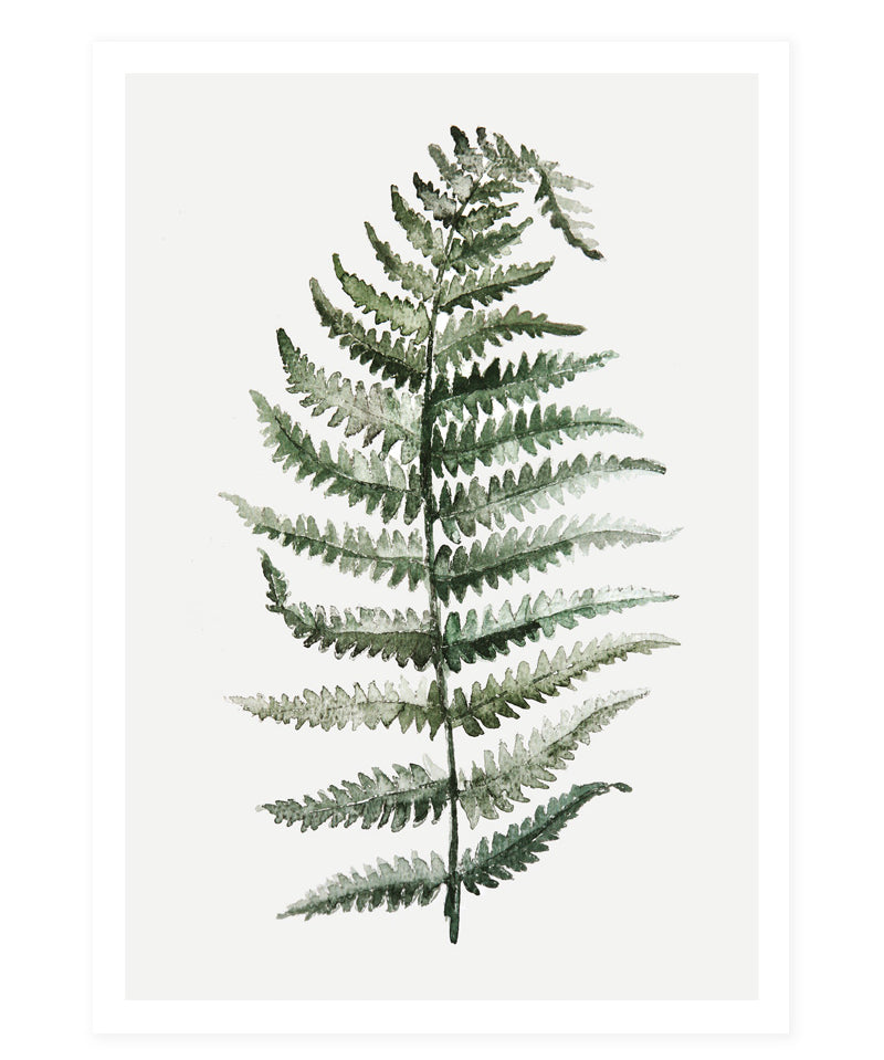 Postcard_fern.jpg
