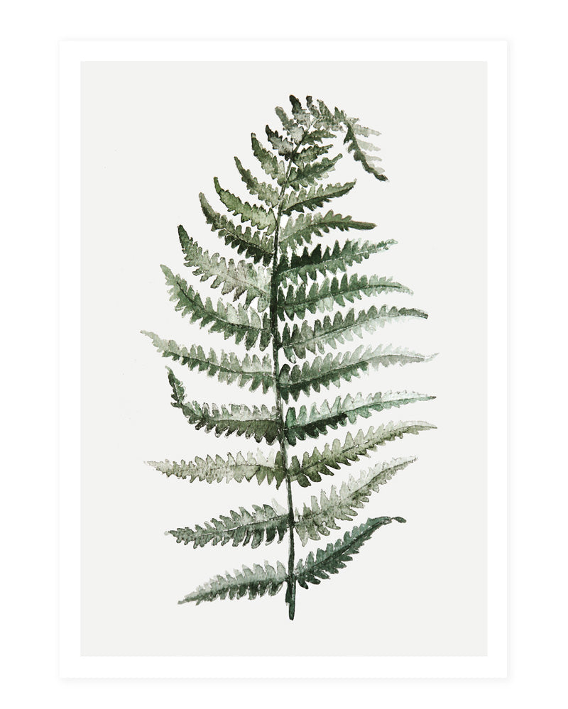 Fern - postcard