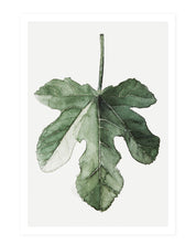 Fig - postcard