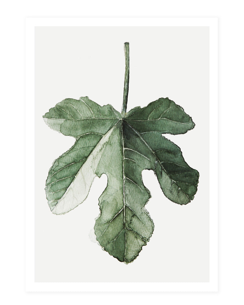 Fig - postcard