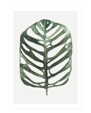Monstera Obliqua - postcard
