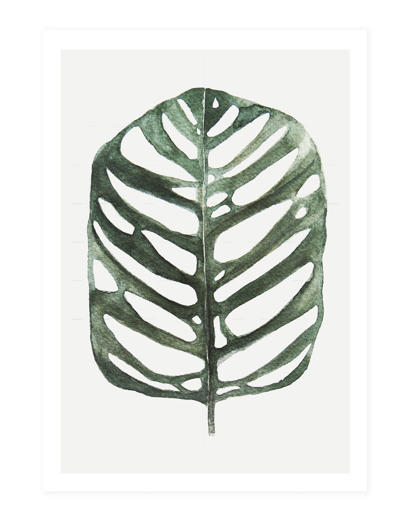 Monstera Obliqua - postcard