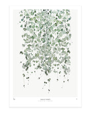 Botanics /  Chain of hearts