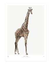 Photopaper Art print 60 x 90 cm - Giraffe