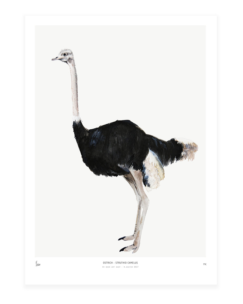 Into the wild  /  Ostrich