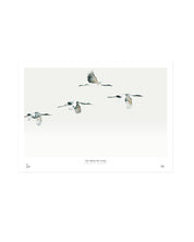 Birds  /  The cranes are flying