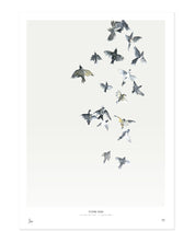 Birds  /  Flying high