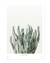 Botanics /  Shades of green