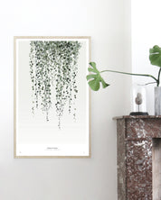 Botanics /  String of Pearls