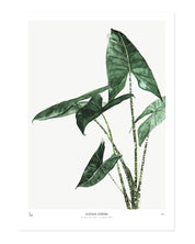 Botanics / Alocasia