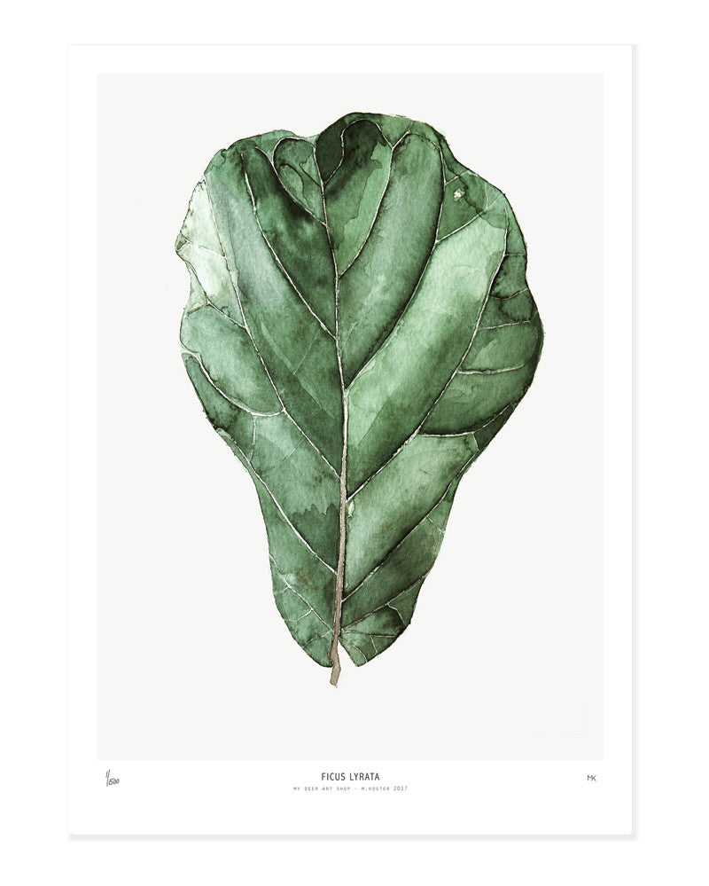 Photopaper Art print 60 x 90 cm - Ficus