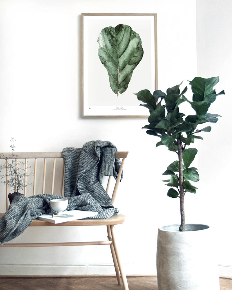 Photopaper Art print 60 x 90 cm - Ficus