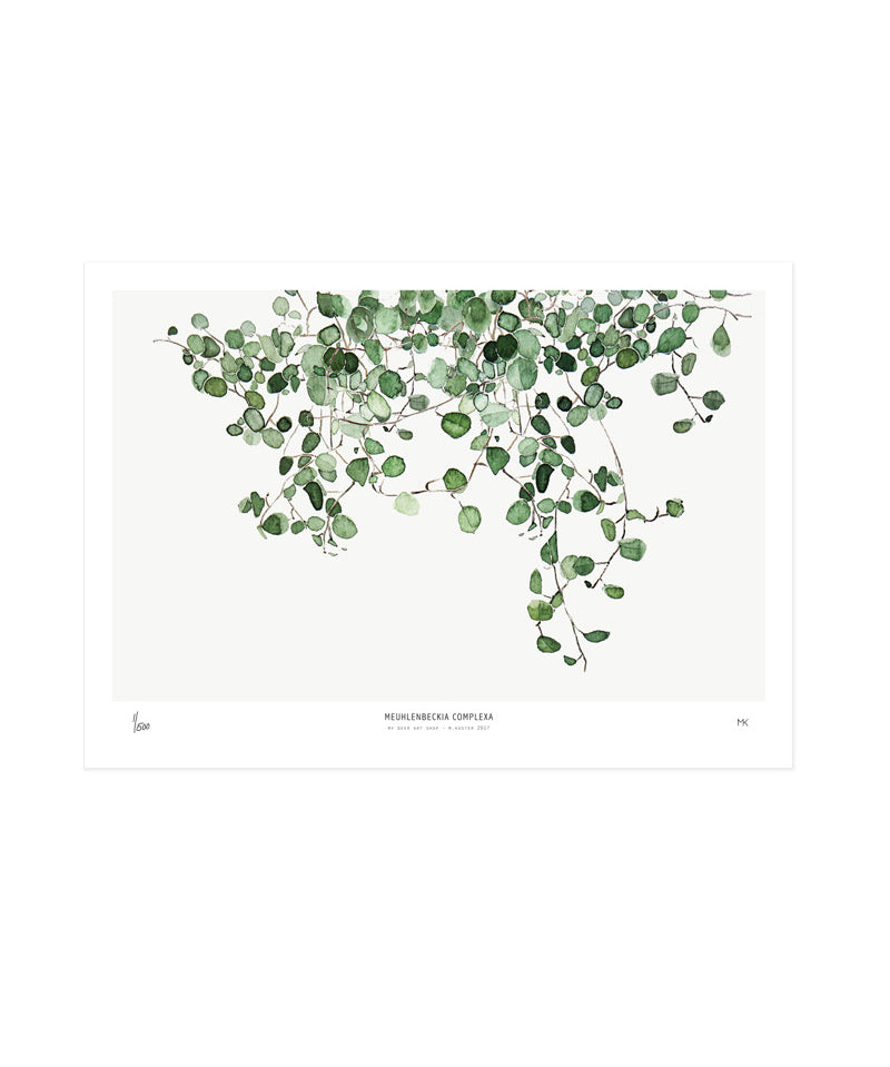 MyDeerArtShop_ss17_meuhlenbeckia_2.jpg