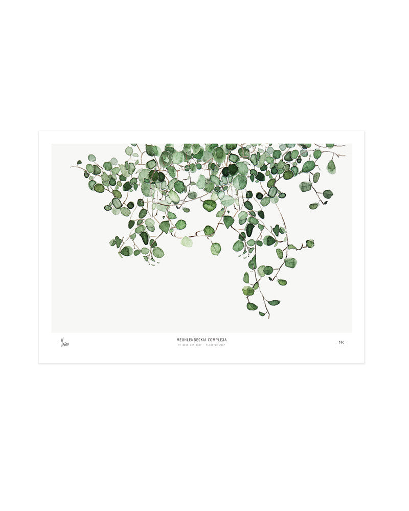 Botanics /  Muehlenbeckia