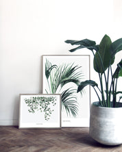 Botanics /  Howea