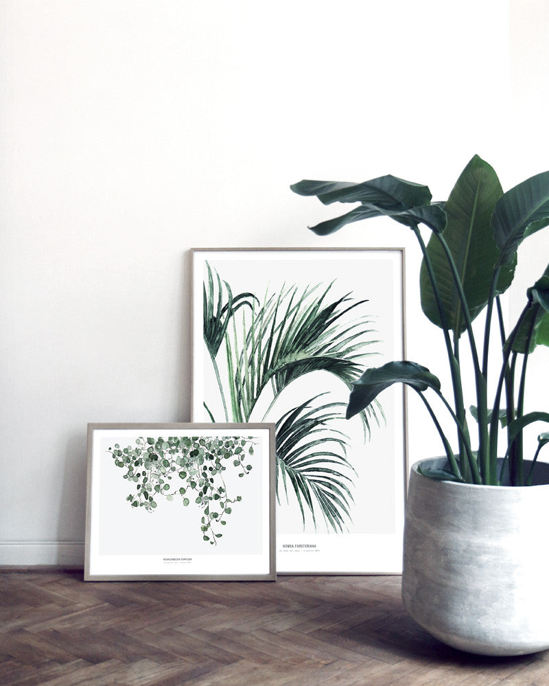 Botanics /  Muehlenbeckia