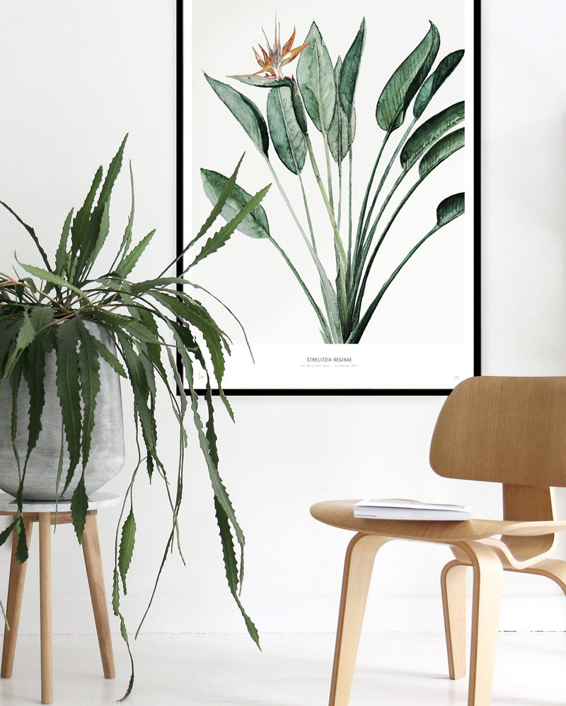 Botanics /  Strelitzia