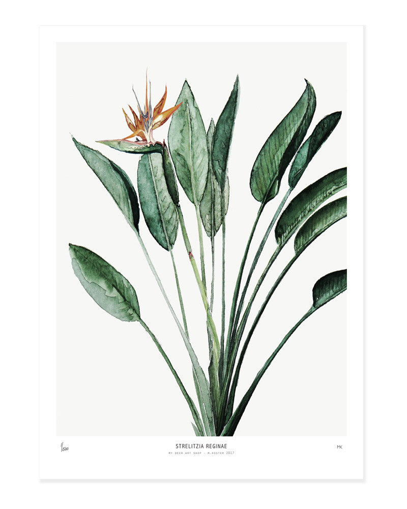 Botanics /  Strelitzia