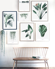 Perfectly Imperfect | Photo paper print 60 x 90 cm - Strelitzia
