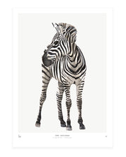 Photopaper Art print 60 x 90 cm - Zebra