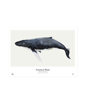 Ocean // Humpback Whale
