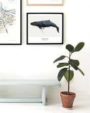 Ocean // Humpback Whale