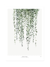 Botanics /  String of Pearls