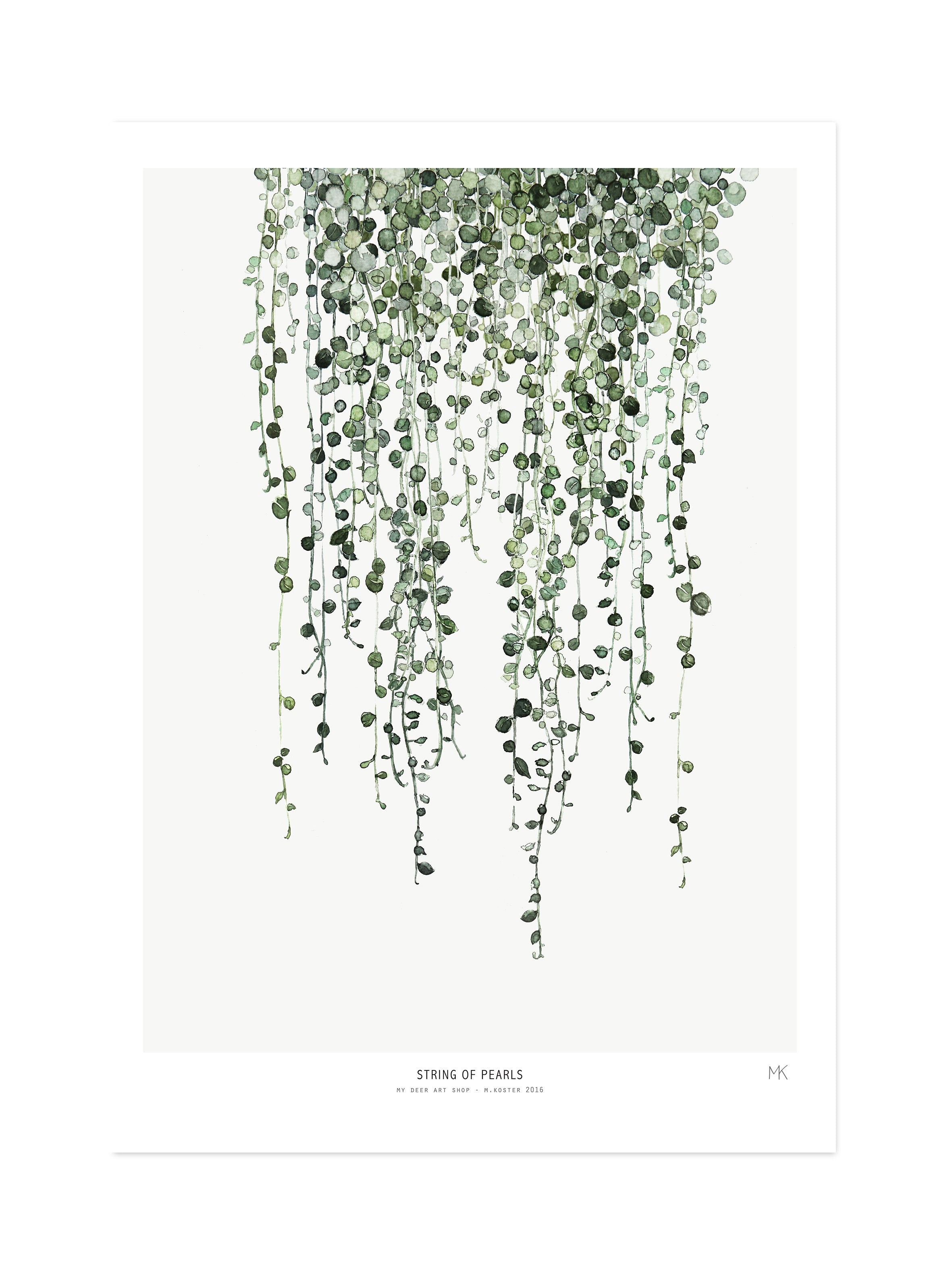 Botanics /  String of Pearls