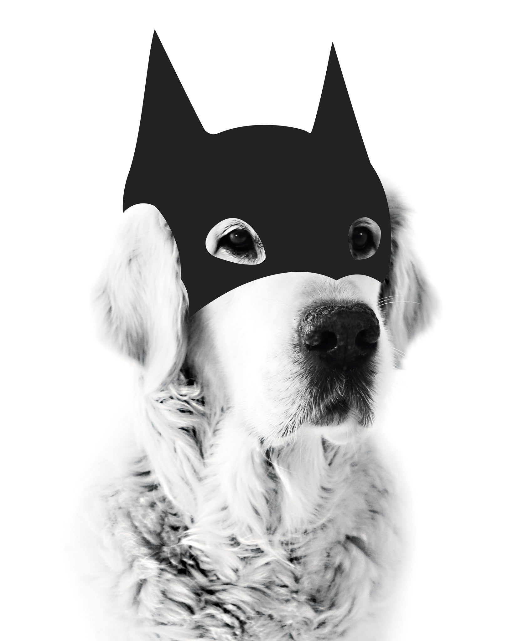 Hero  // BatDog