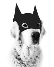 Hero  // BatDog