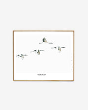 Birds  /  The cranes are flying