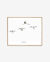 Birds  /  The cranes are flying