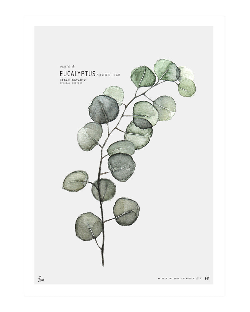 Plate A // Eucalyptus
