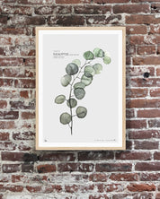 Plate A // Eucalyptus