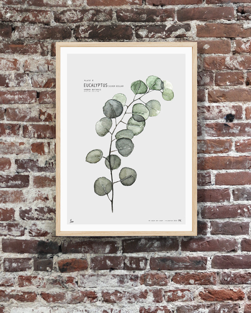 Plate A // Eucalyptus