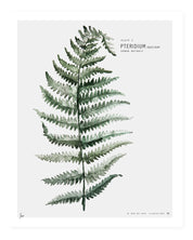 Botanic Urban //  Plate 1