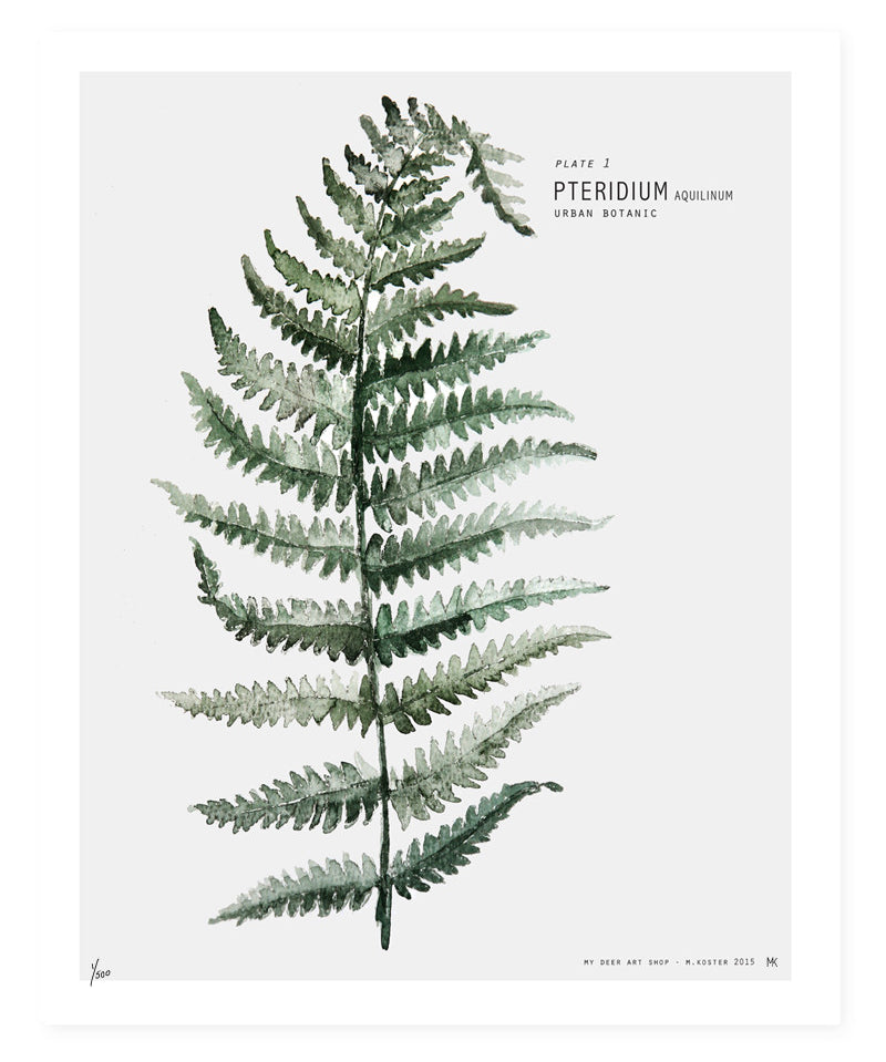 fern.jpg