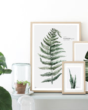 Botanic Urban //  Plate 1