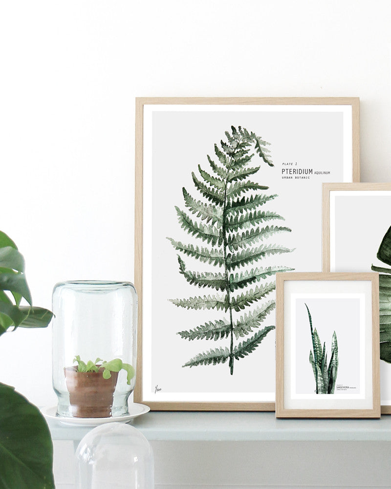 Botanic Urban //  Plate 1