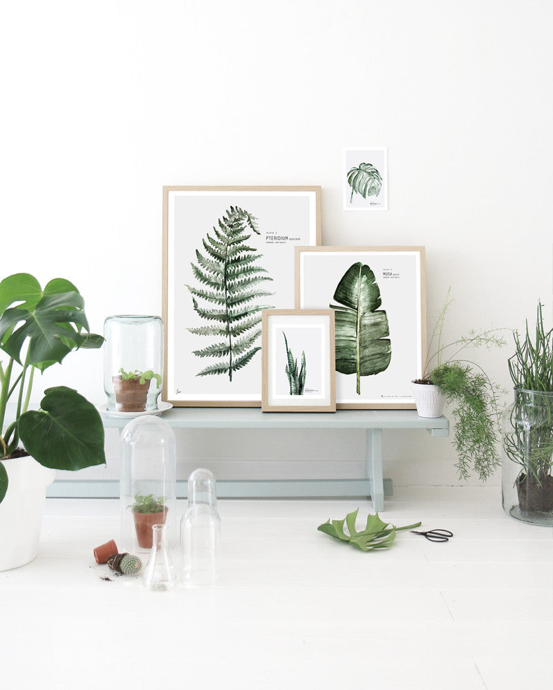 Botanic Urban //  Plate 1