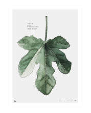 Plate B // Fig