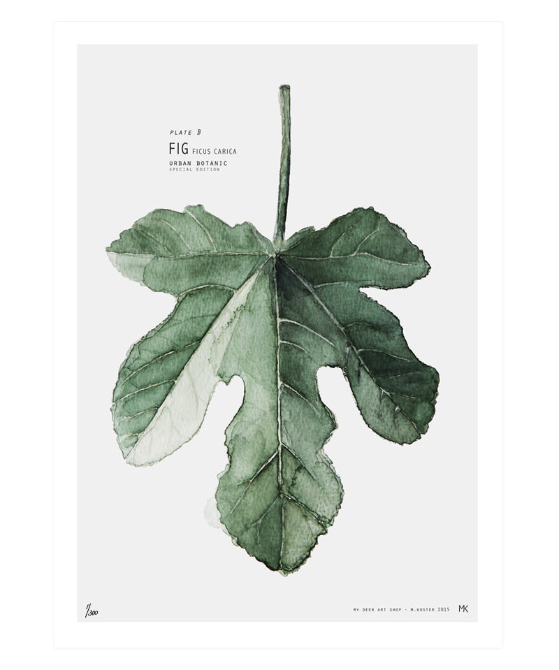 fig.jpg