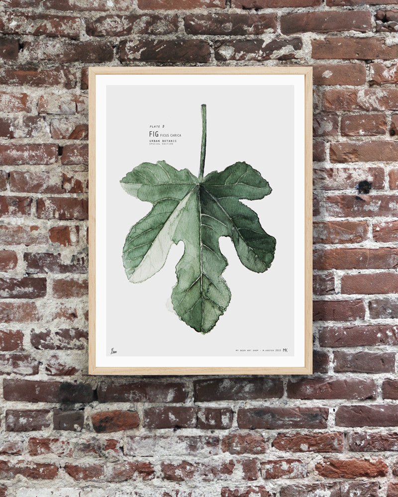 Plate B // Fig