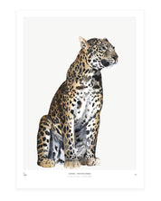 Into the wild  /  Leopard