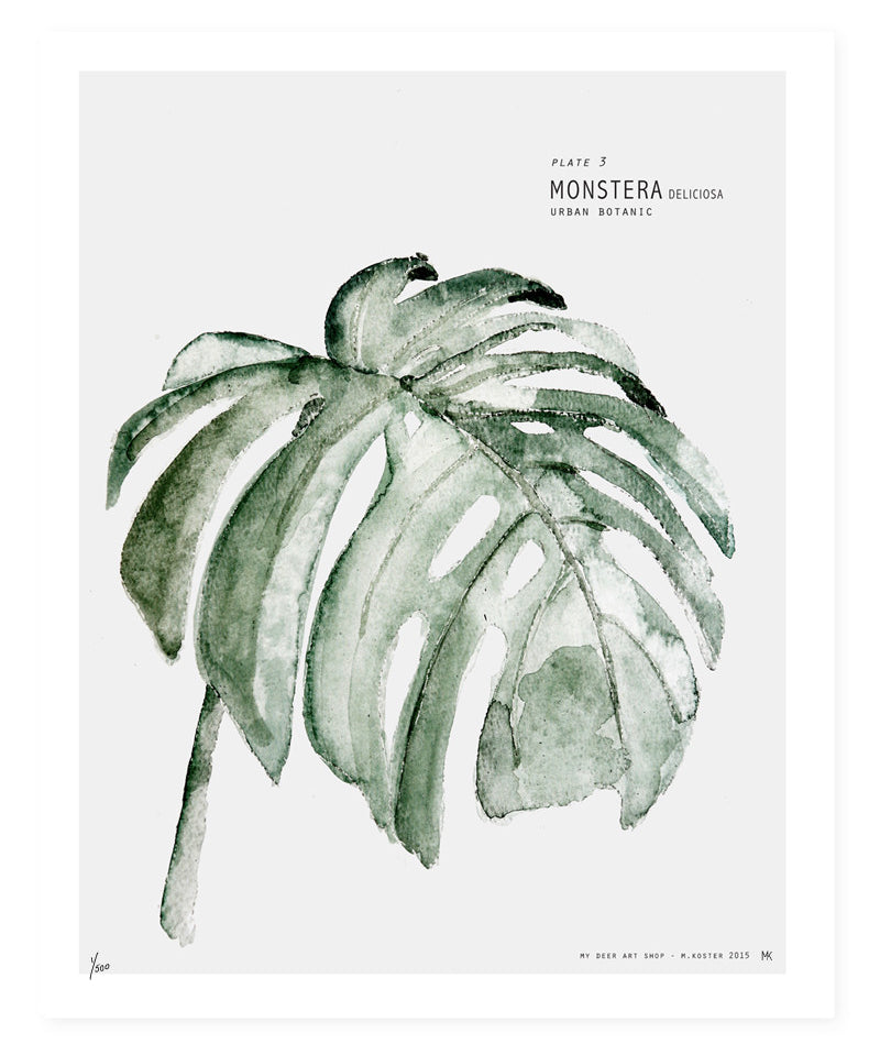 monstera.jpg