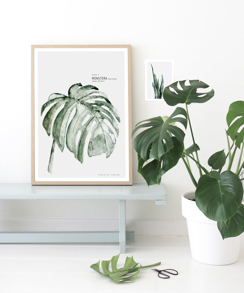 monstera_1.jpg
