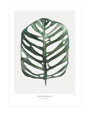 Monstera Obliqua