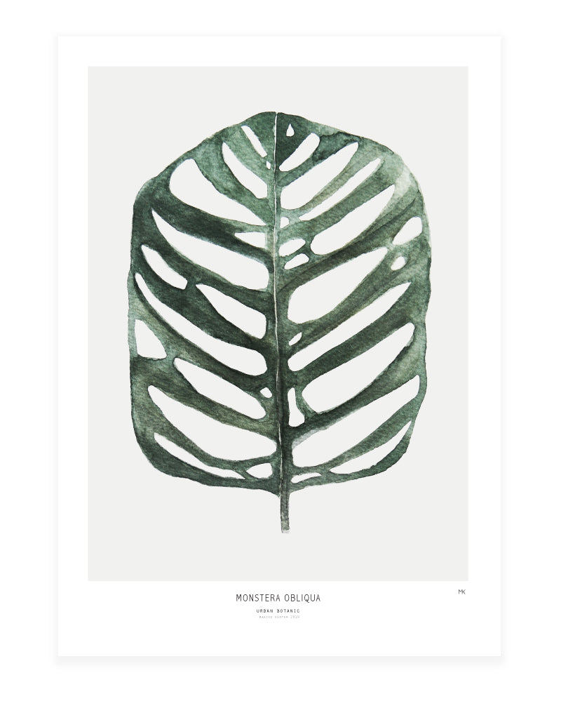 Monstera Obliqua