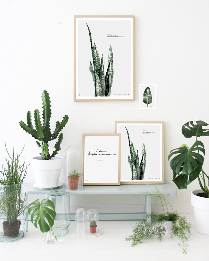 Botanic Urban //  Plate 2